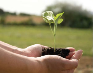 A plant sprouting from soil in someones hands.